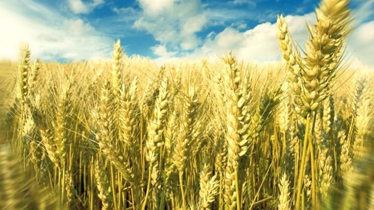 Крупнейшие страны-производители пшеницы